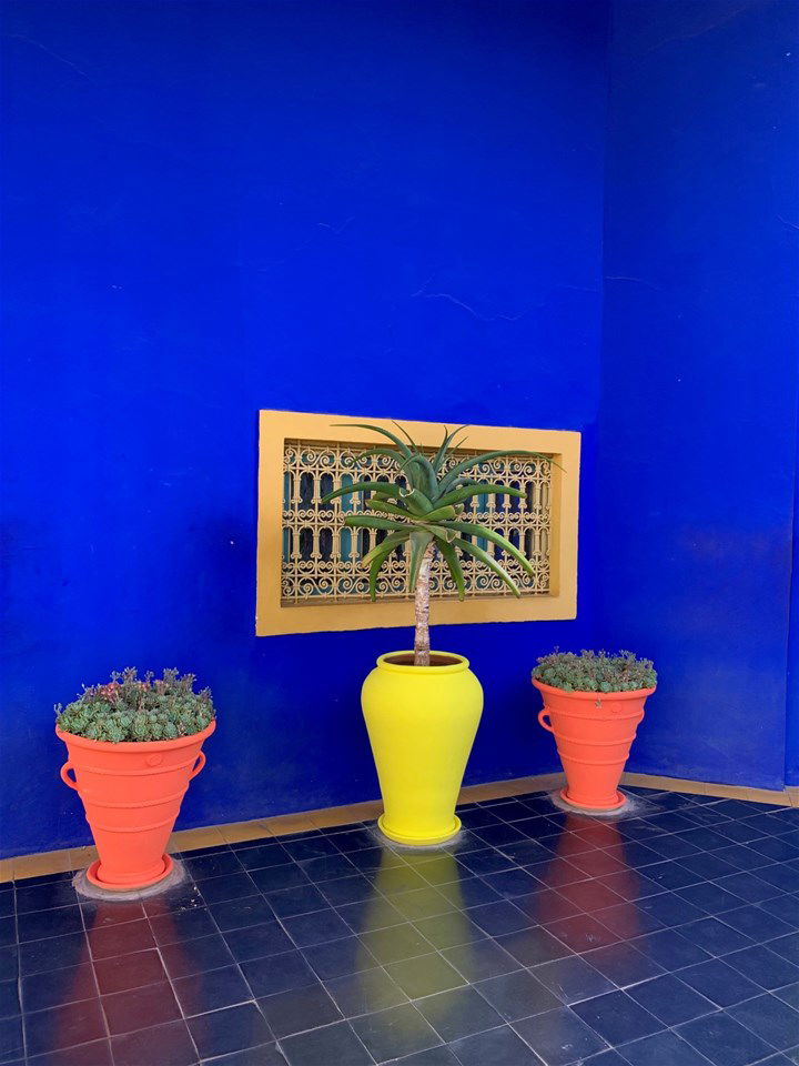 Plants against a bright blue backdrop in Marrakech