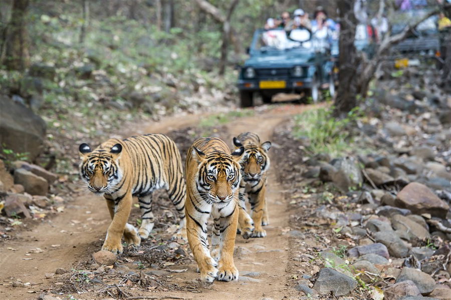 Bengal tigeress with her two cubs, Ranthambore National Park, India