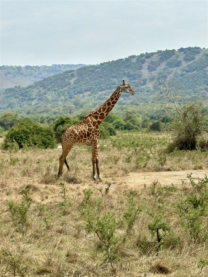 A giraffe in Rwanda