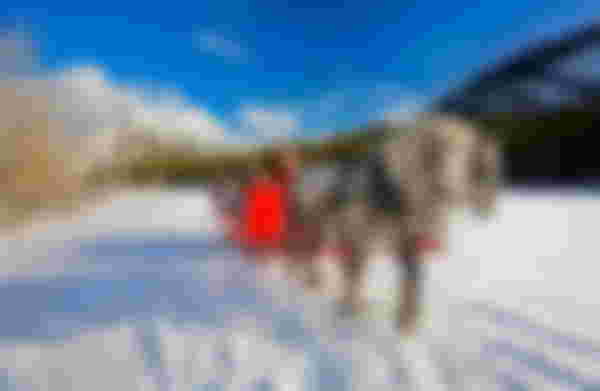 Banff Sleigh Ride