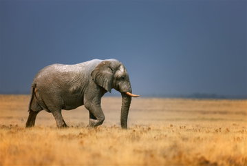 A close-up of an elephant bull walking along the dry grassy savannah, with large tusks and leathery skin, Ruaha National Park, Tanzania