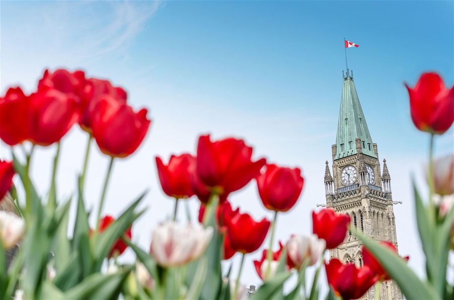 The Peace Tower in Ottawa surrounded by bright red tulips