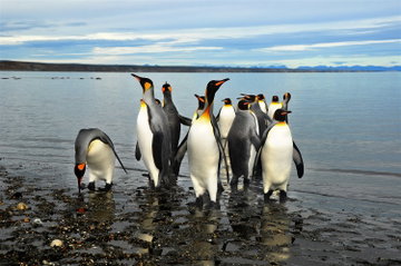 Twelve King Penguins stand in the shallow waters surrounding Tierra del Fuego, Chile with their characteristic bright white chests and black heads with orange specks