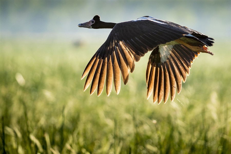 A bird in flight in Australia