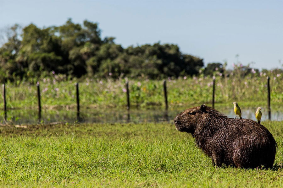 A capybara in the Pantanal, Brazil