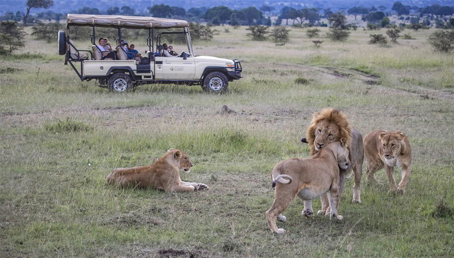 Lions on a game drive in South Africa