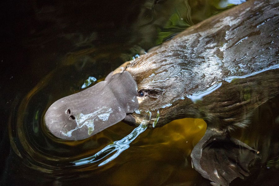 A platypus in Australia