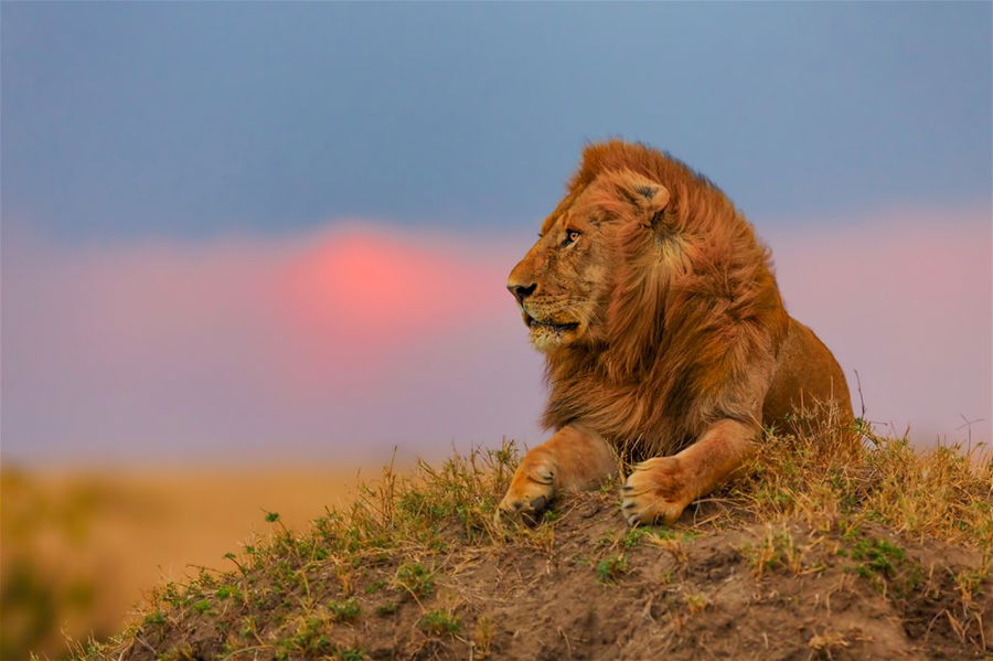 Lion at sunset in Masai Mara, Kenya