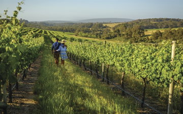 A couple walk through rows of luscious green vines on a summers’ day, Margaret River, Western Australia