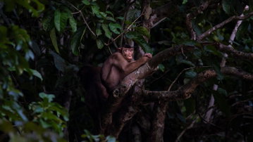 Borneo - East Sabah Adventure