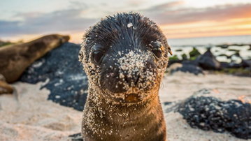 Galapagos - West and Central Islands aboard the Reina Silvia Voyager