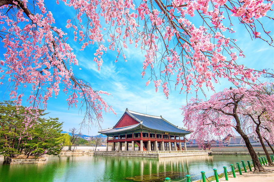 Gyeongbokgung Palace with cherry blossom in spring, South Korea