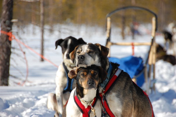 Northern Lights & Winter Delights - 3 night package