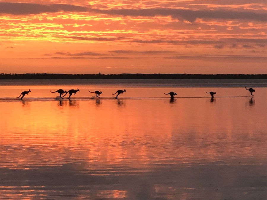 Silhouettes of kangaroos on a beach at sunset in Australia