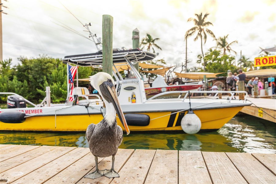 Pelican in Florida Keys, USA