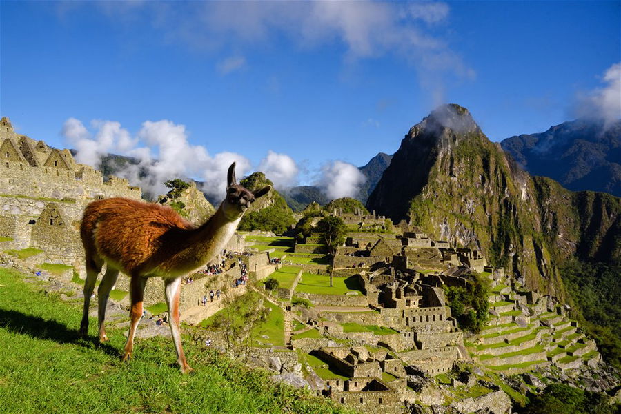 A llama sits at the top of macchu pichu in Peru