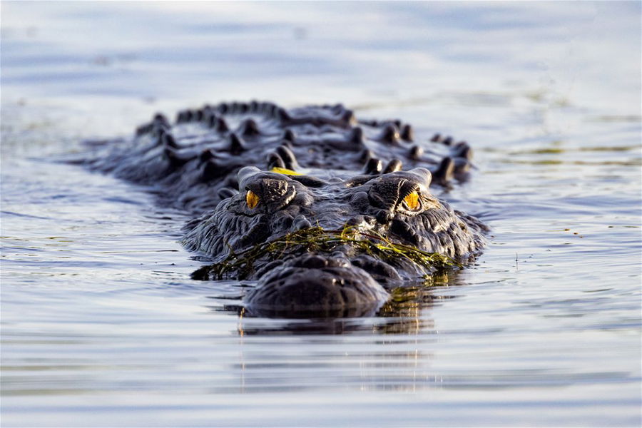 A crocodile swimming at Kakadu National Park, Australia