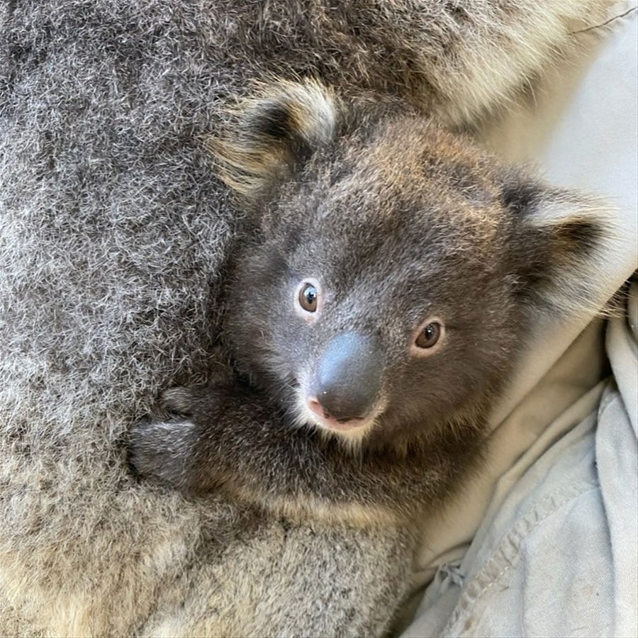 A koala at the Ballarat Wildlife Park