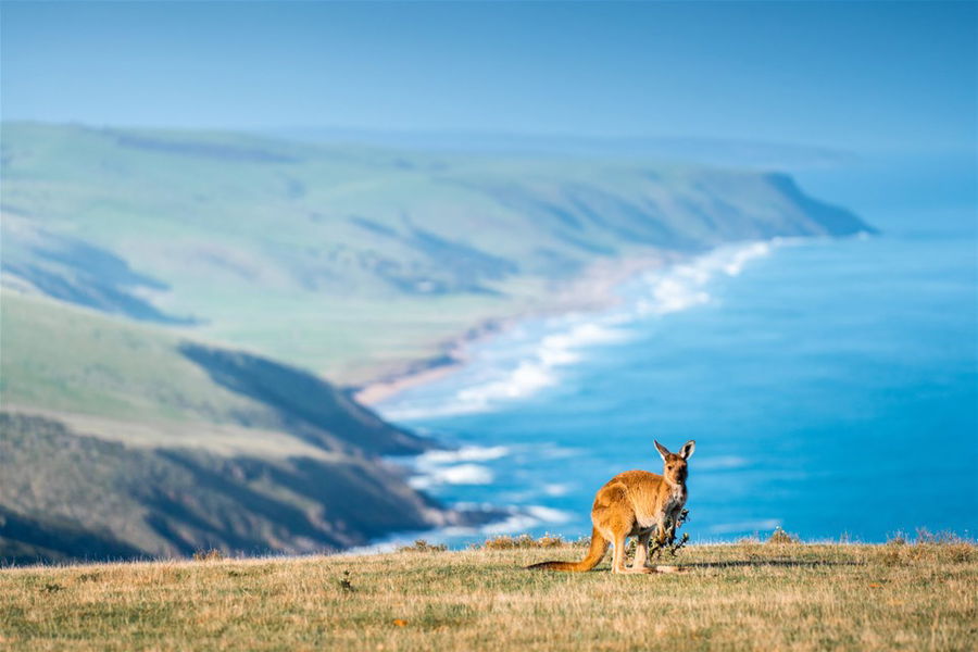 A lone kangaroo sits on top of a cliff with the ocean in the distance, in Australia