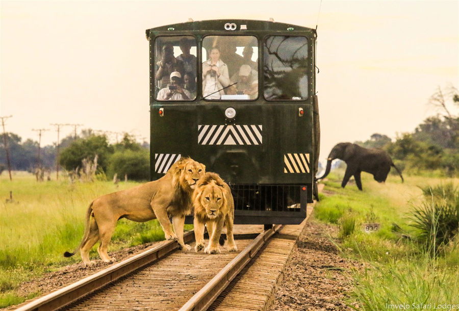 Lions stood in front of a vehicle in a Zimbabwe national park