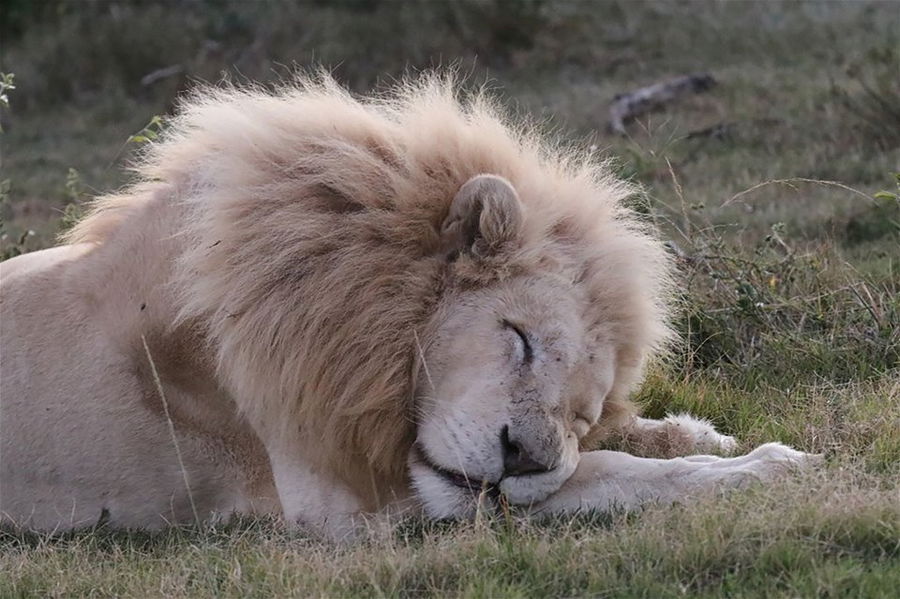 PUMBA PRIVATE GAME RESERVE