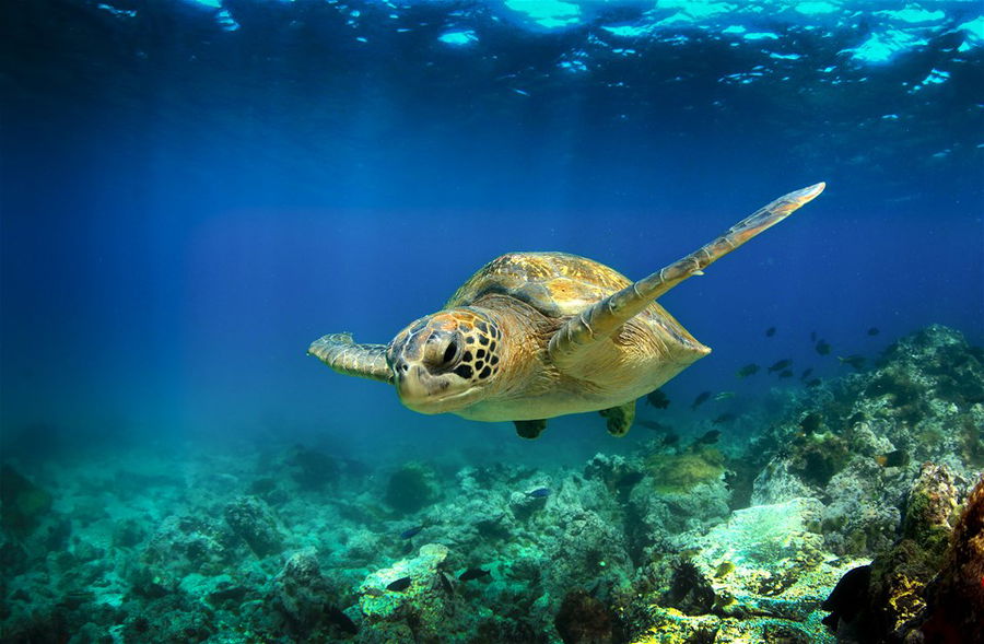 Green sea turtle swimming, Galapagos Islands