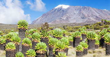 Kilimanjaro - Lemosho Trek