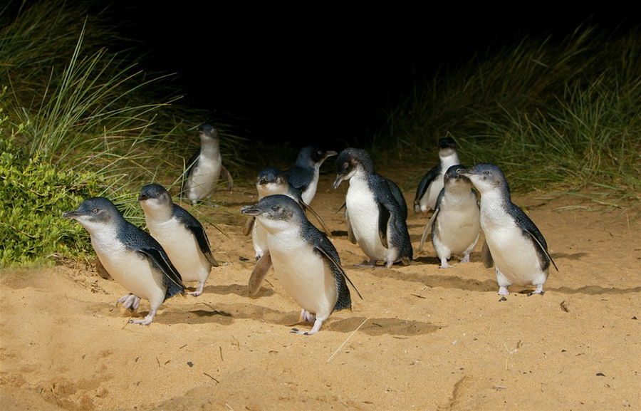 Penguins at Phillip Island, Victoria, Australia