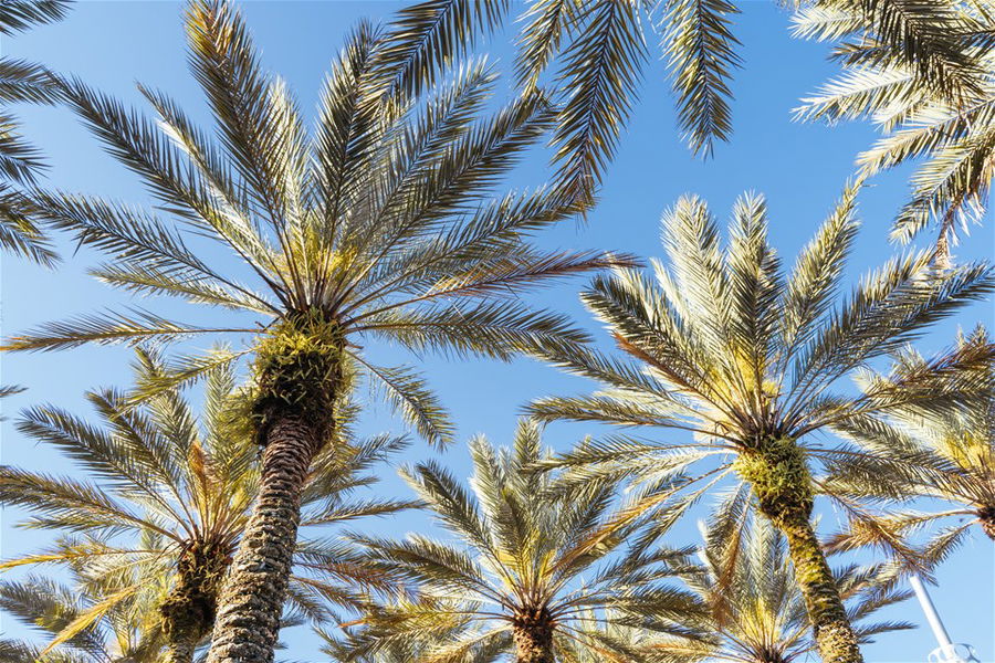 Palm trees in Florida, USA