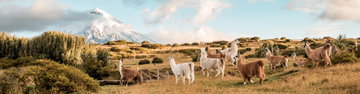 Ecuador Highlands