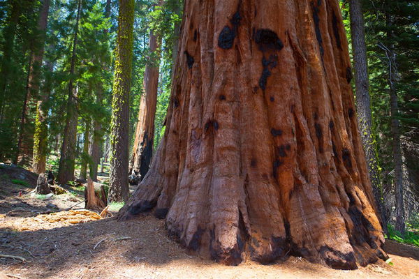 Yosemite Holidays 2025/2026 | California's National Parks | Trailfinders