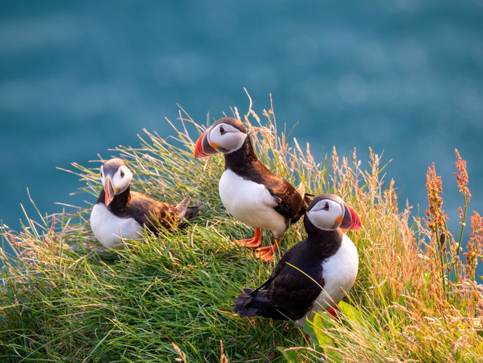 Portrait view of Puffins birds with orange beaks at sunset, Westfjords, Iceland