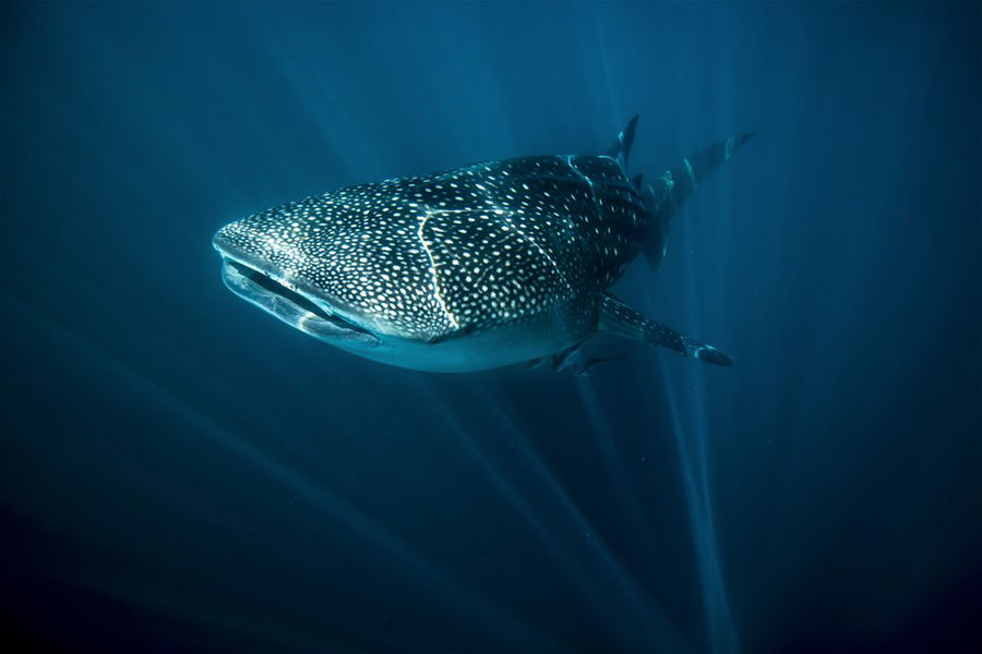 A whale shark at Ningaloo Reef, Western Australia