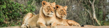 Premium Southern Africa