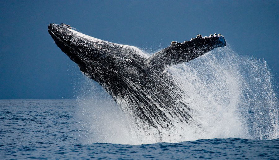 A humpback whale jumping out of the water off Canada's east coast