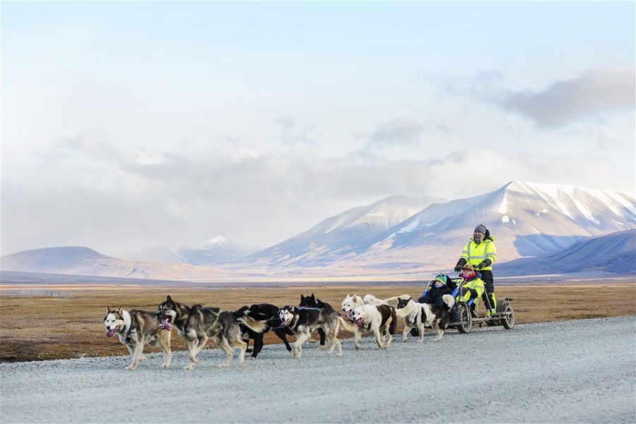 Svalbard Dog Cart