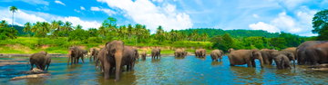 Sri Lanka Family Holiday