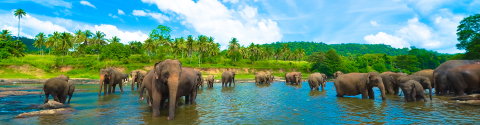 Sri Lanka Family Holiday