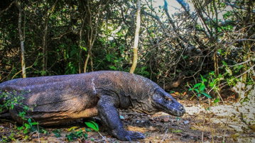 Indonesia: Bali & Komodo Island