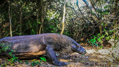 Indonesia: Bali & Komodo Island