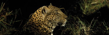 Kruger to Vic Falls