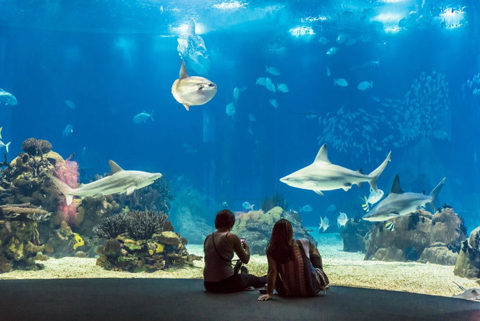 Portugal, Lisbon, Parque das Nacoes (Nations' Park) built for the Universal Expo 98 World Exhibition, Oceanario (Oceanarium), aquarium - 2 people animal aquarium architecture building cultural building cultural tourism europe feminine fish horizontal incidental people indoors lisboa e setubal province lisbon people portugal tourism tourism types universal exposition woman