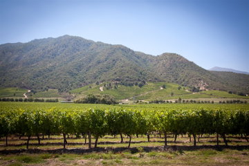 On a clear, blue sky day, a vineyard of low, green uniformed vines lies in the foothills of rolling hills in the Colchagua Valley, Chile