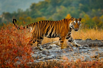 India Safari
