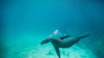 Galapagos Land & Sea - Central & South Islands aboard the Yolita