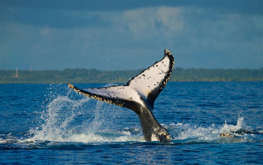 A whales tail coming out of the water off the coast of Costa Rica