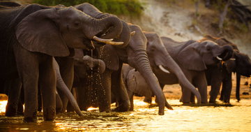 Upgraded - Botswana Wildlife Safari