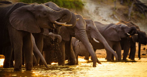 Upgraded - Botswana Wildlife Safari