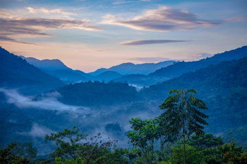 Mists rise from undulating hills and valleys covered in lush, verdant trees in Uganda