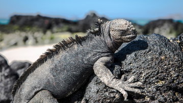 Galapagos - North & Central Islands aboard the Eden